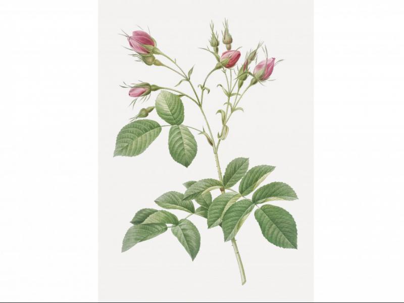 طرح-لایه-باز-بوته-گل