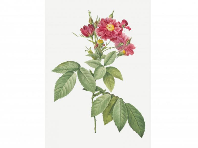 طرح-لایه-باز-بوته-گل