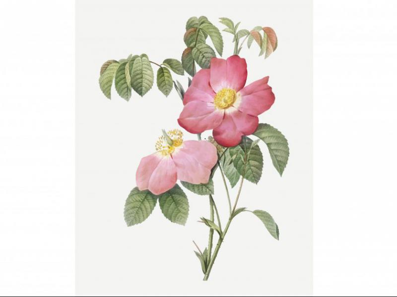 طرح-لایه-باز-بوته-گل