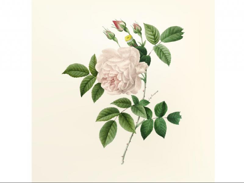 طرح-لایه-باز-بوته-گل