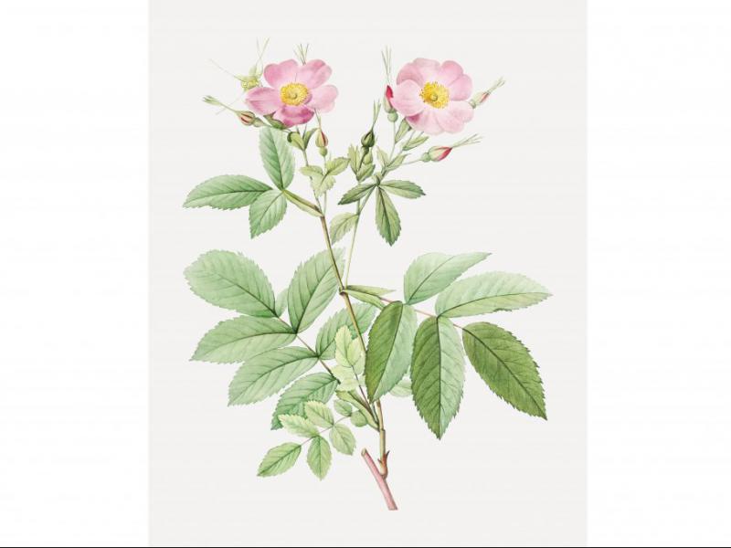 طرح-لایه-باز-بوته-گل