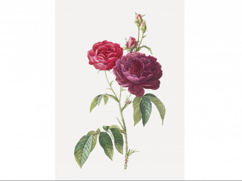 طرح-لایه-باز-بوته-گل