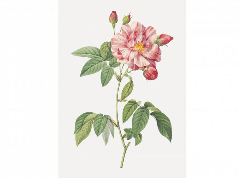طرح-لایه-باز-بوته-گل