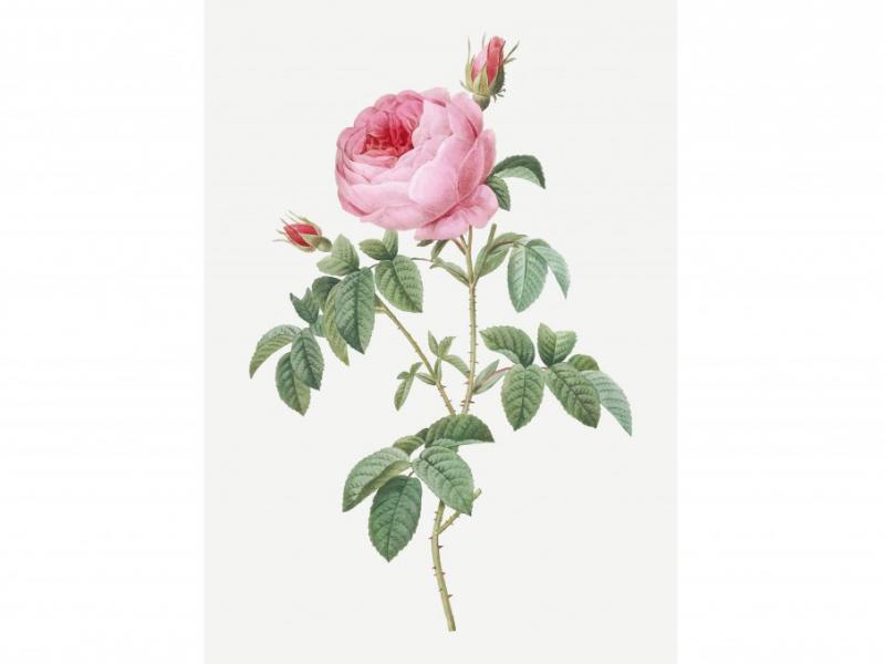 طرح-لایه-باز-بوته-گل