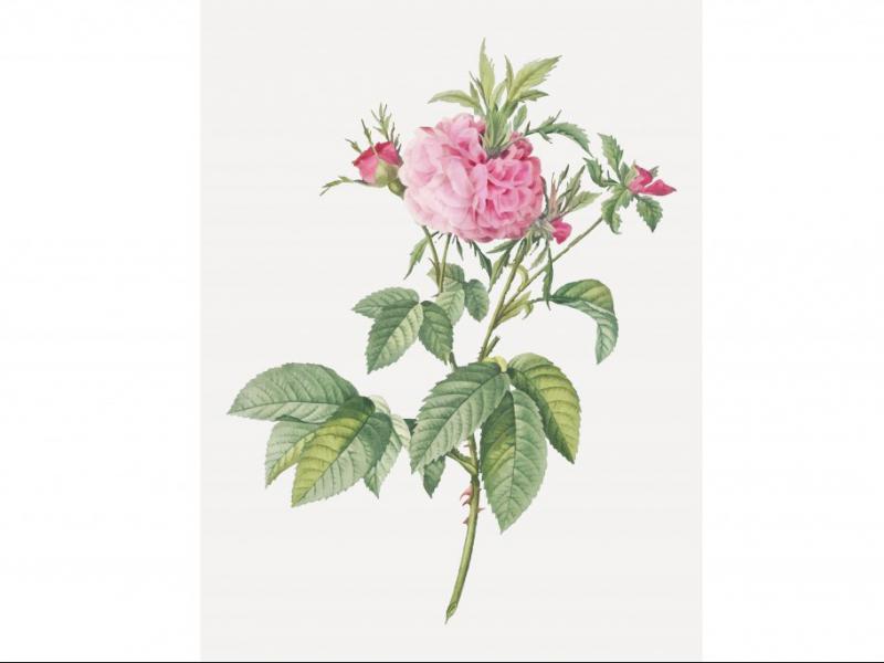 طرح-لایه-باز-بوته-گل