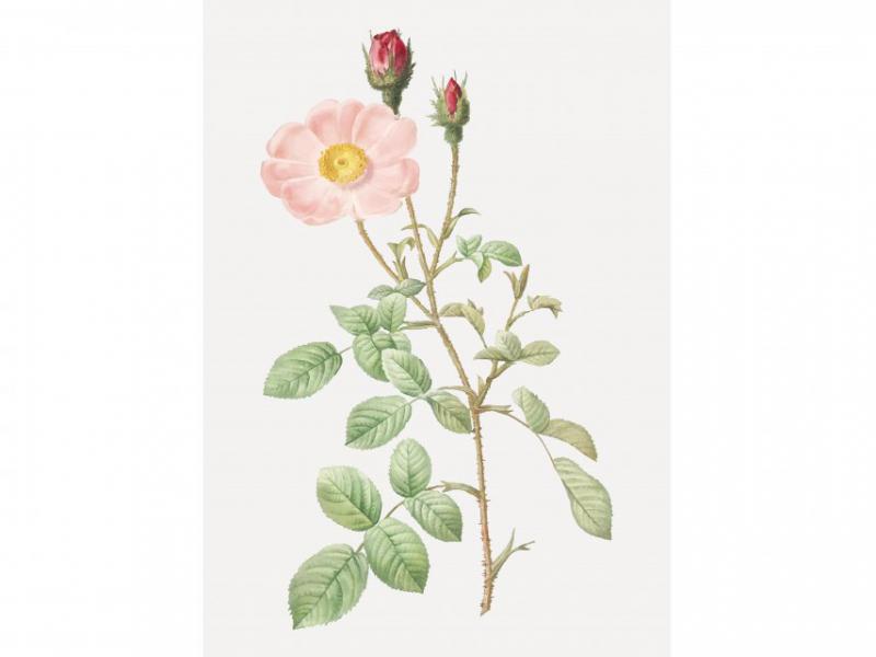 طرح-لایه-باز-بوته-گل