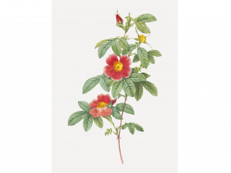طرح-لایه-باز-بوته-گل