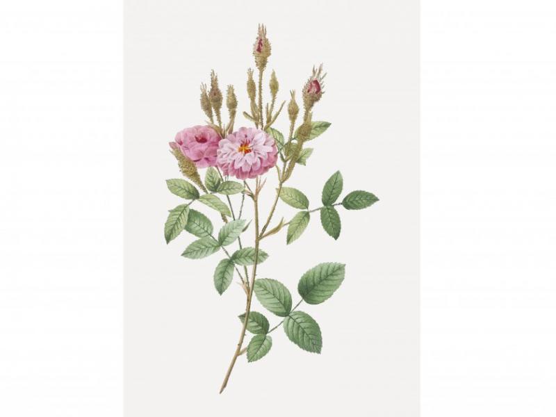 طرح-لایه-باز-بوته-گل