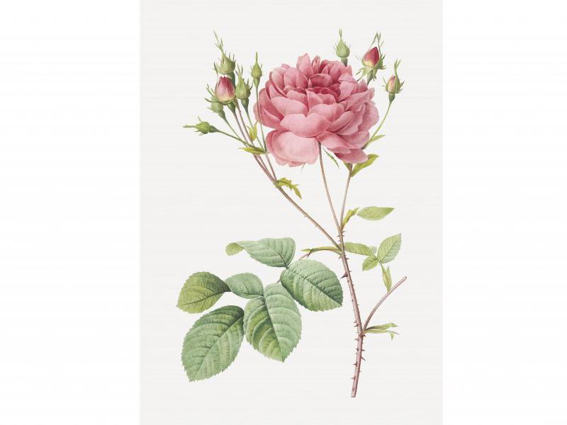 طرح-لایه-باز-بوته-گل