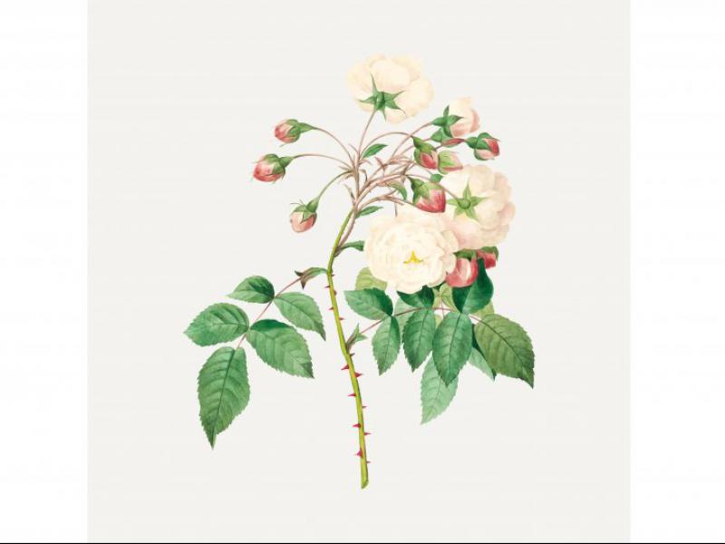 طرح-لایه-باز-بوته-گل