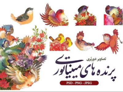 تصاویر دوربری شدن پرندگان مینیاتوری و سنتی