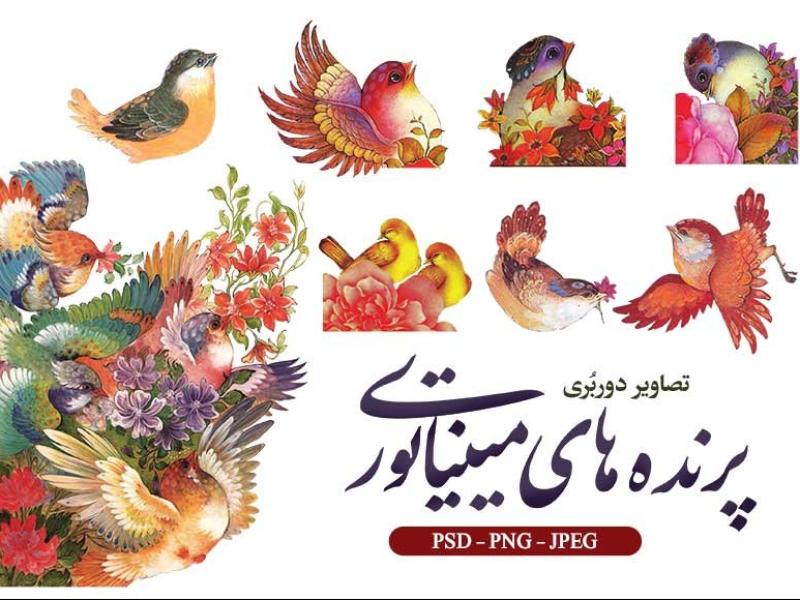 تصاویر-دوربری-شدن-پرندگان-مینیاتوری-و-سنتی