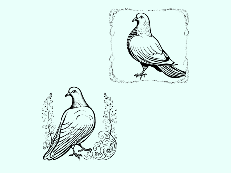 طرح-عکس-کبوتر-