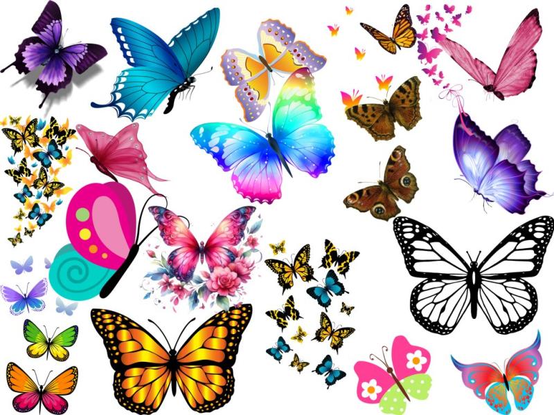 png-پروانه-