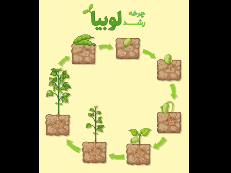 طرح-لایه-باز-اینفوگرافیک-مراحل-رشد-گیاه