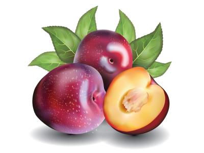 وکتور تصویر میوه آلو 