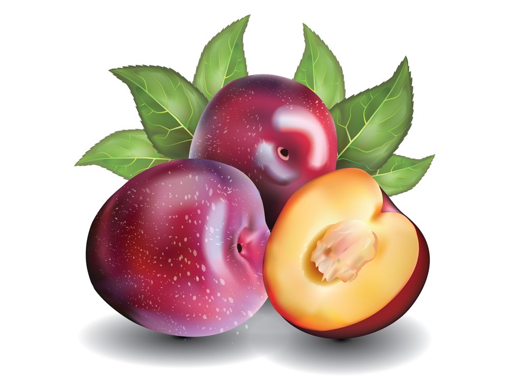 وکتور تصویر میوه آلو 