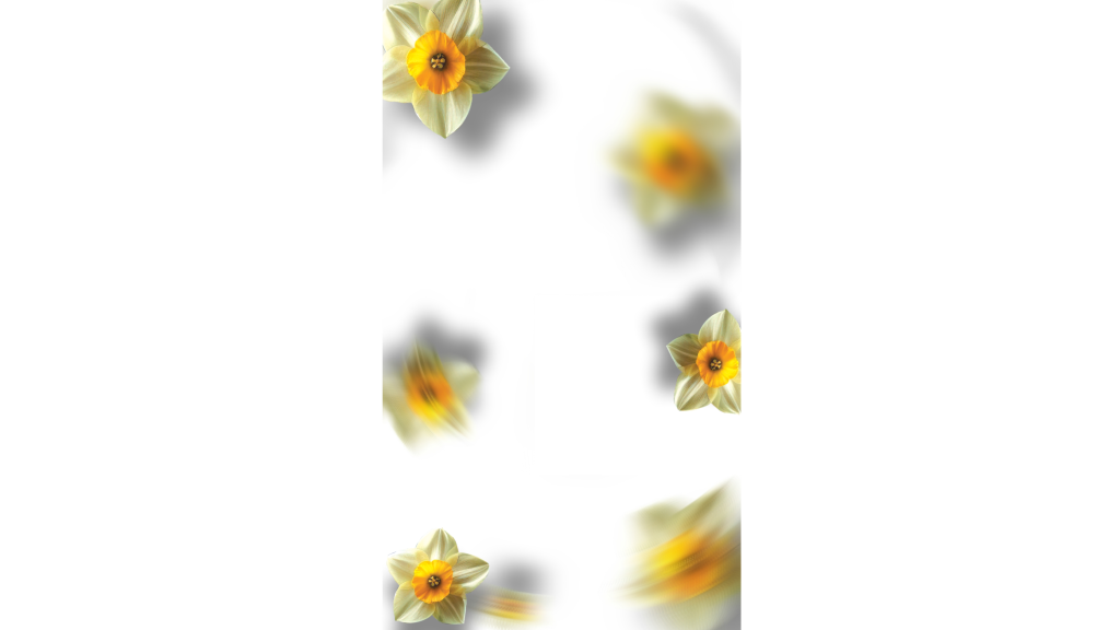 بکگراند ولادتی سفید گل دار 