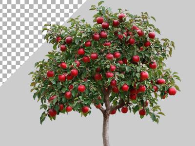 فایل لایه باز تصویر درخت سیب 