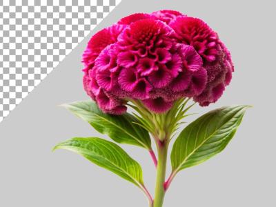 فایل لایه باز تصویر گل 