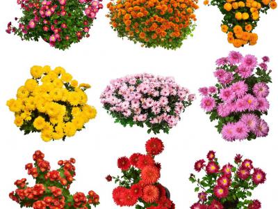 دانلود عکس با کیفیت عالی مجموعه گل های بهار