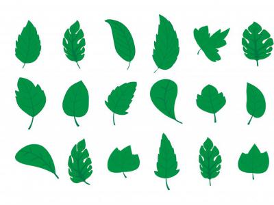 دانلود طرح لایه باز وکتور مجموعه برگ های سبز رنگ
