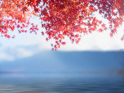دانلود عکس با کیفیت عالی پس زمینه برگ های افرا ژاپنی