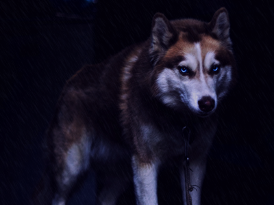 والپیپر گرگ در شب بارانی