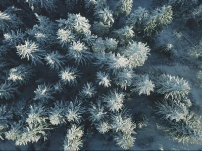 دانلود عکس با کیفیت جنگل پوشیده از برف