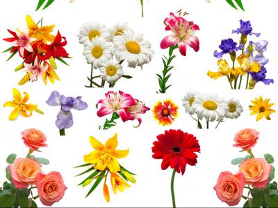 دانلود-عکس-با-کیفیت-عالی-مجموعه-بی-نظیر--گلهای-رنگارنگ